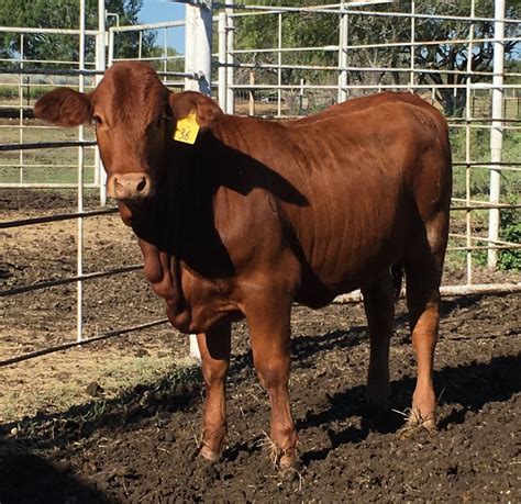 Solid red, out of low bw bull that has <strong>calves</strong> that get big fast. . Beefmaster calves for sale craigslist